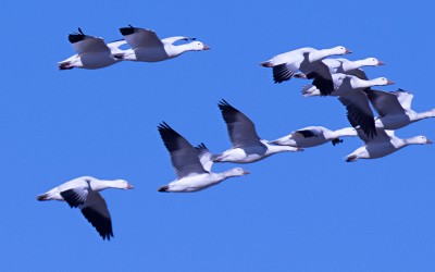 Snow geese in flight, By Russ [CC BY 2.0 via Wikimedia Commons]