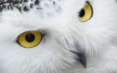 Snowy Owl close up`
