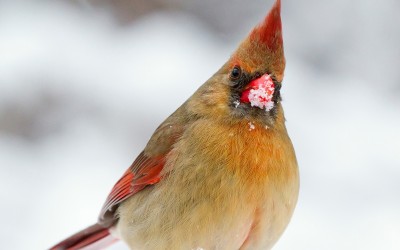 female cardinal in winter