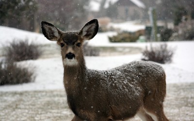 White-tailed deer in snow