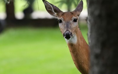 White-tailed deer with biting insects on it