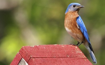 Eastern Bluebird on nest box