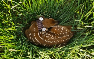 Fawn from Fort Drum research project, Photo by Martin Feehan
