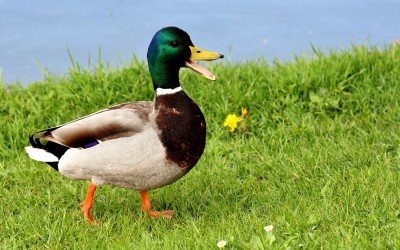 Mallard duck-male