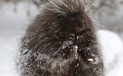Porcupine in snow