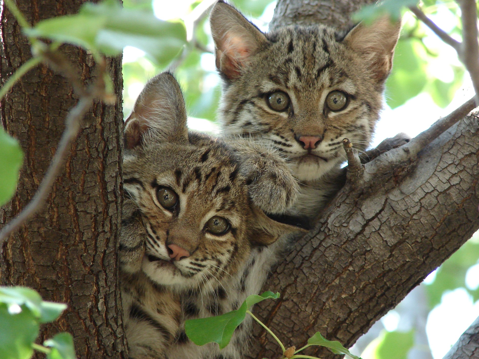 Bobcat kittens (Lynx rufus) in North Texas.