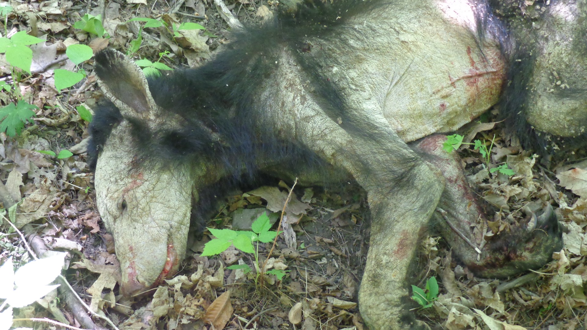 deceased black bear with advanced mange infection