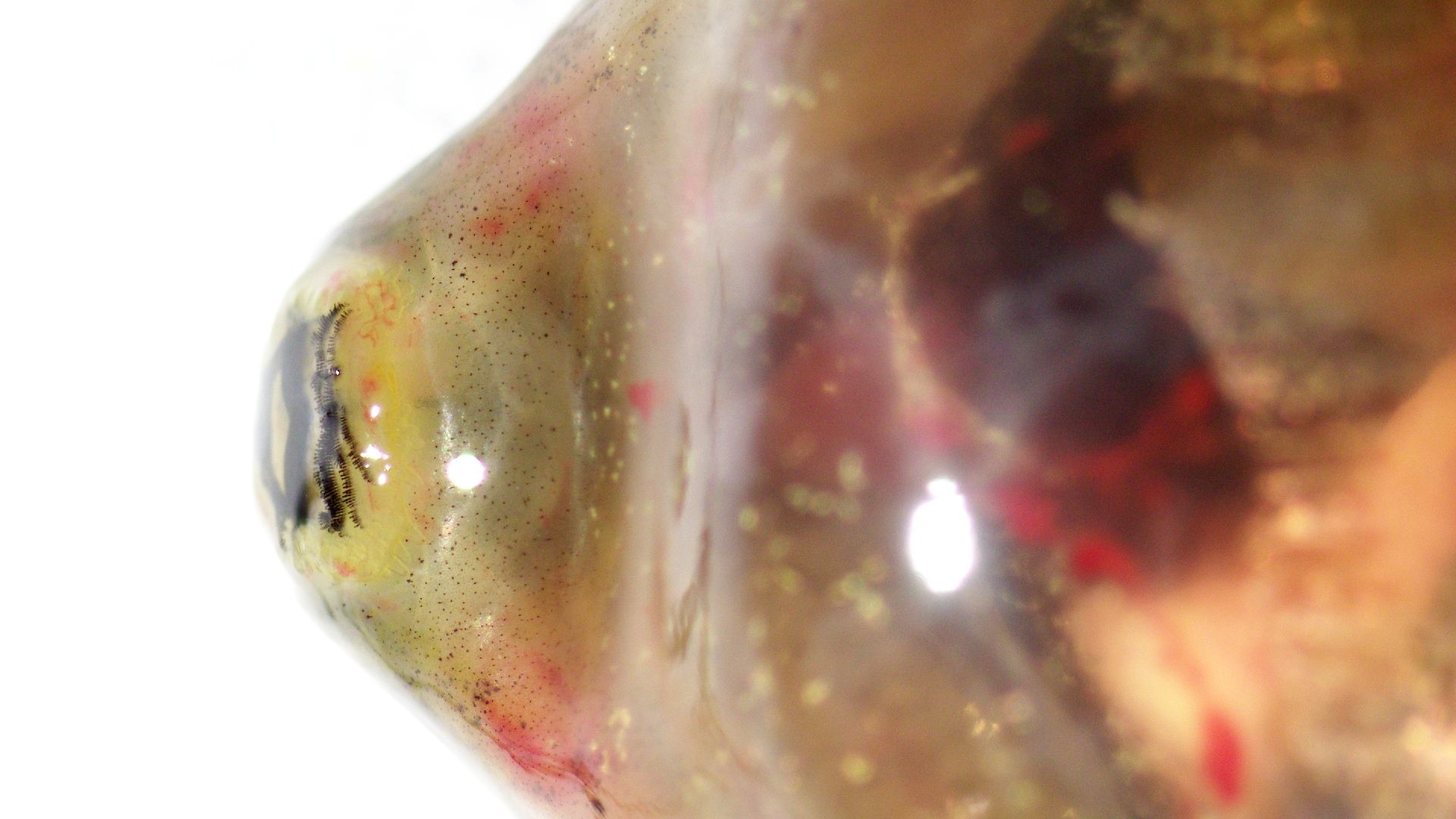 up close tadpole mouth