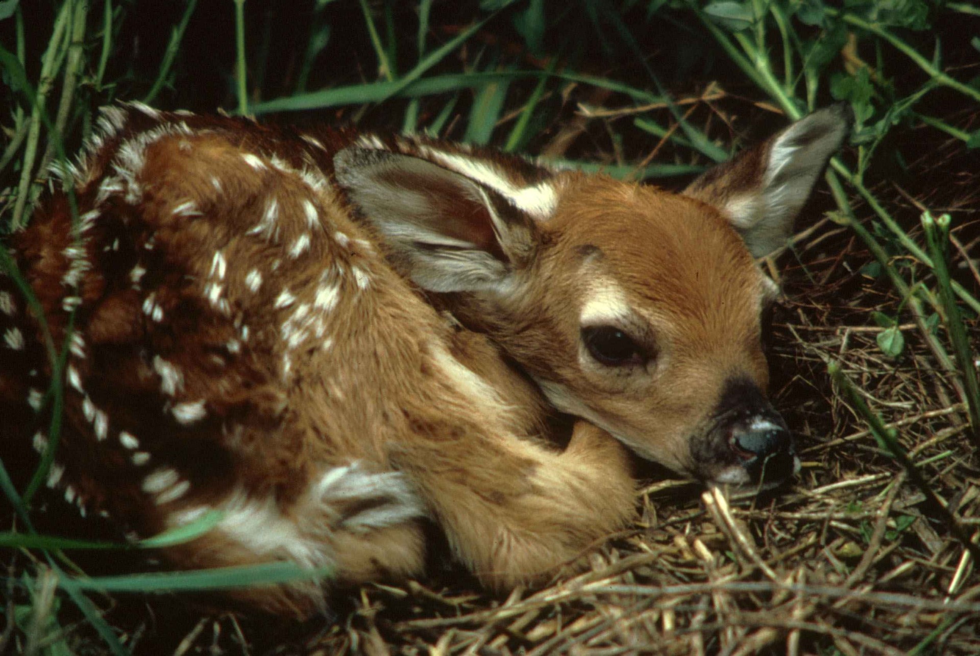 small deer fawn waiting for mother to return