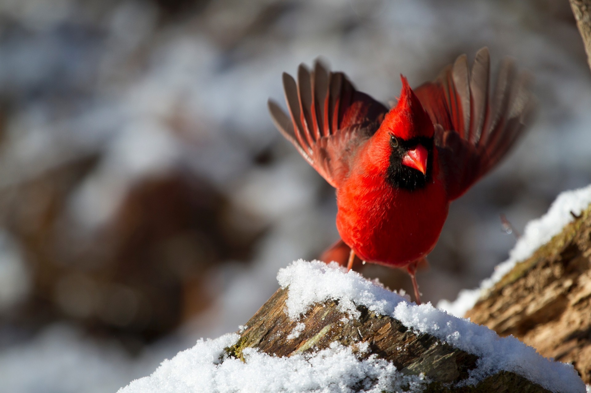 Male cardinal in snow