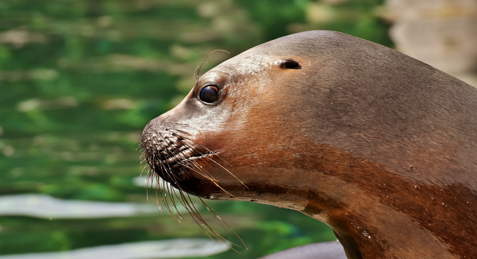 Sea lion