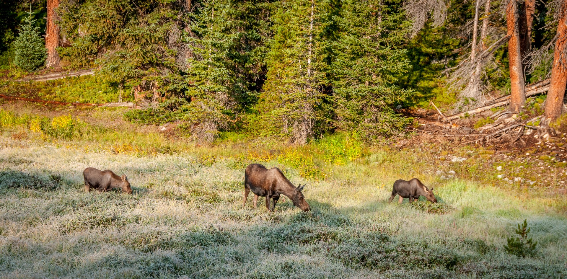 Group of moose on the move