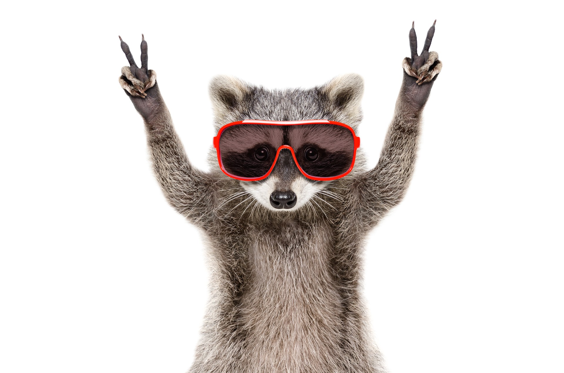racoon with sunglasses showing the peace sign with his paws