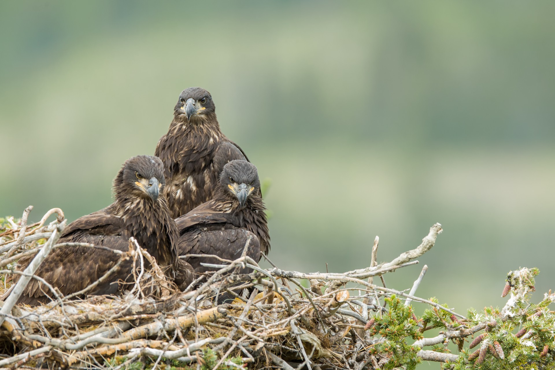 Juvenile bald eagles in nest