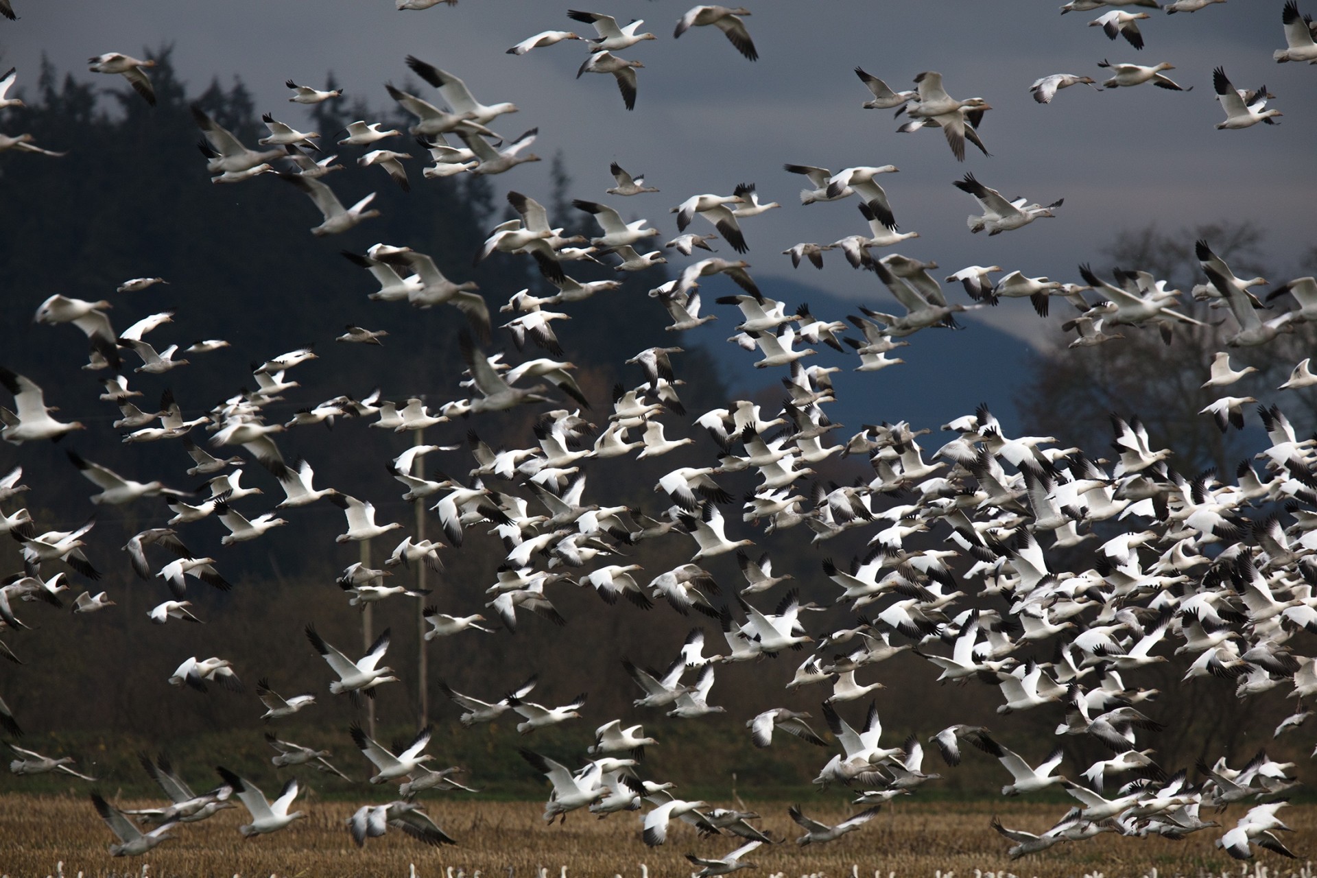 snow-geese in flight