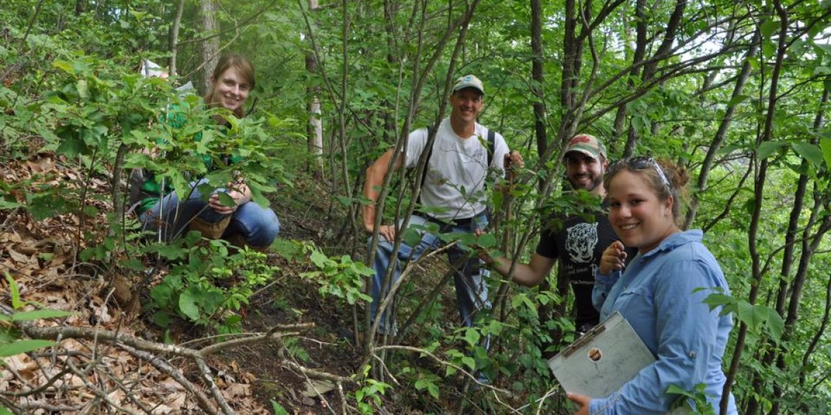 Searching for timber rattlesnakes in the dense brush, using radio guided telemetry to track populations and monitor health