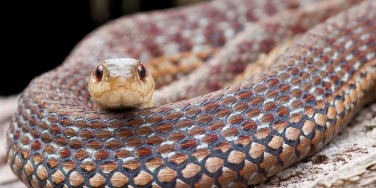 Garter snake, photo by Laurie Dirkx