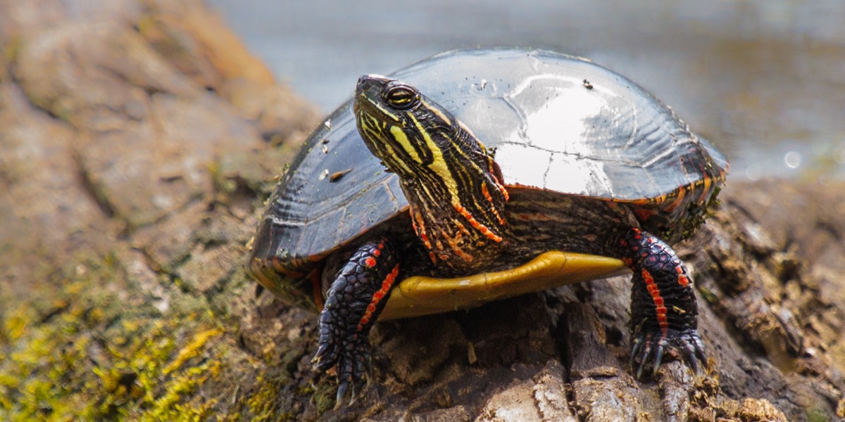 Painted turtle, photo by Laurie Dirkx