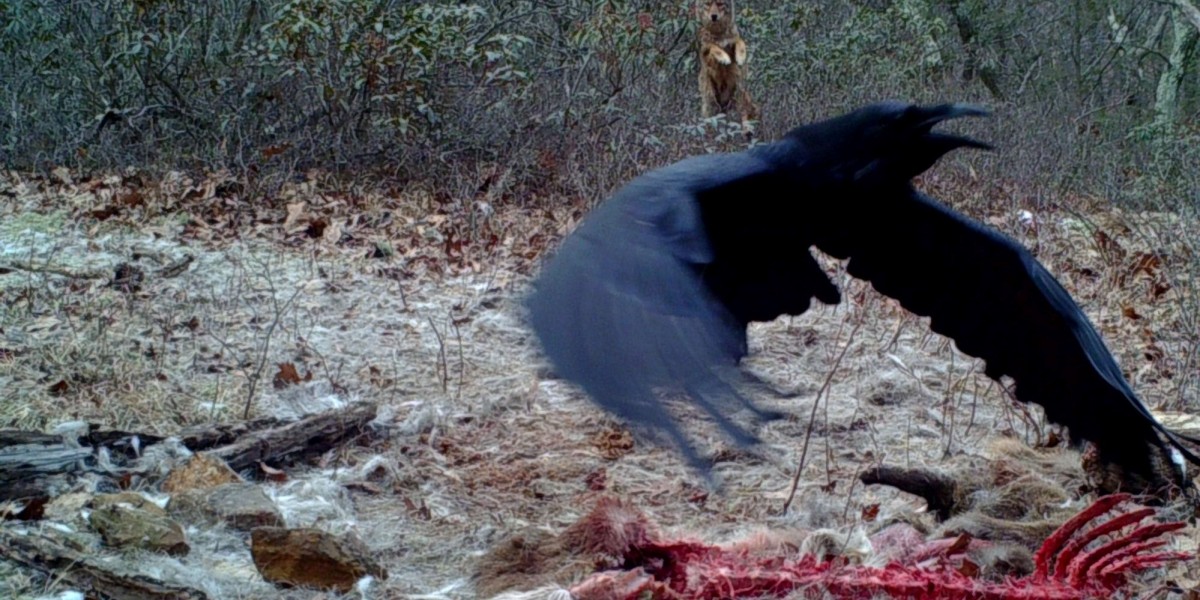 trail cam footage of raven at carcass with coyote in the background