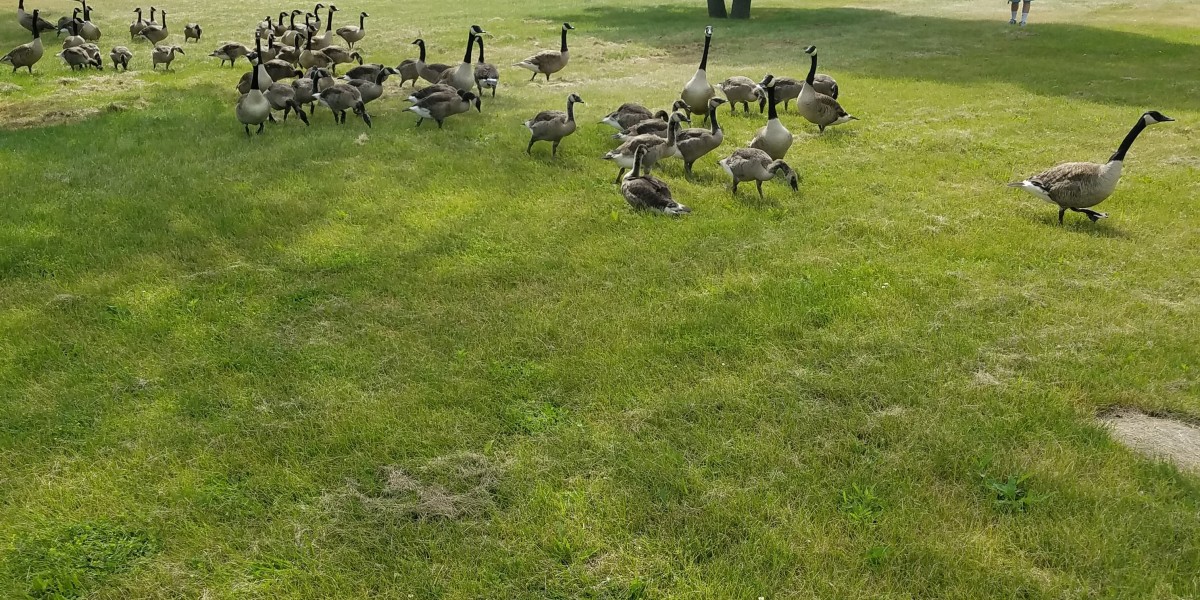 Canada goose round up