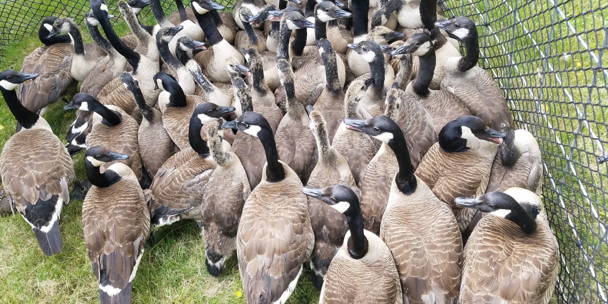 Canada geese corralled for banding