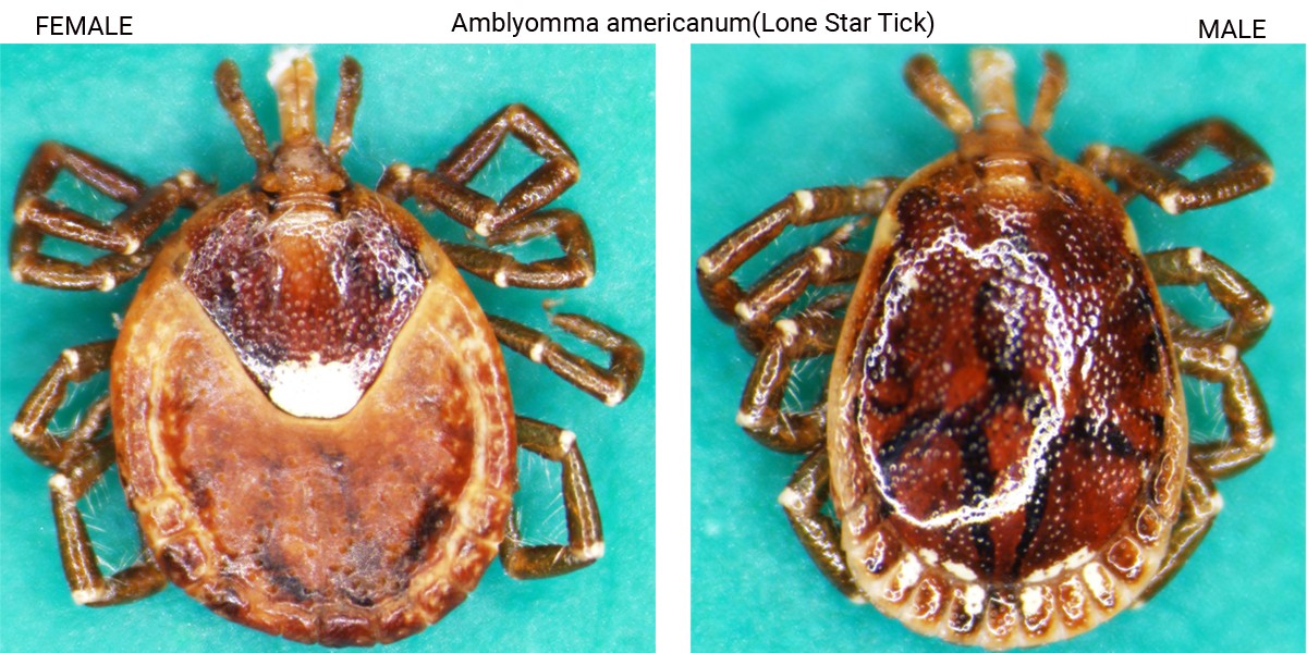 Amblyomma americanum (Lone Star Tick) - Femal