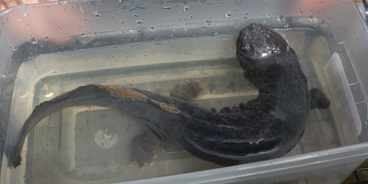 Hellbender in water filled tub waiting for health check