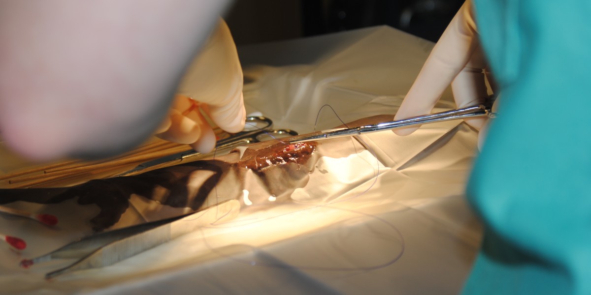 Suturing incision after implanting transmitter in eastern hellbender