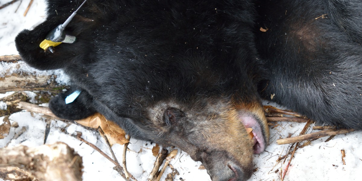 Female adult black bear with early stages of mange