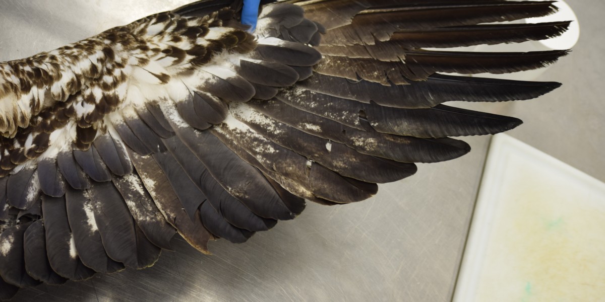 Bald eagle plumage being examined by a wildlife pathologist; plumage is often used to determine age