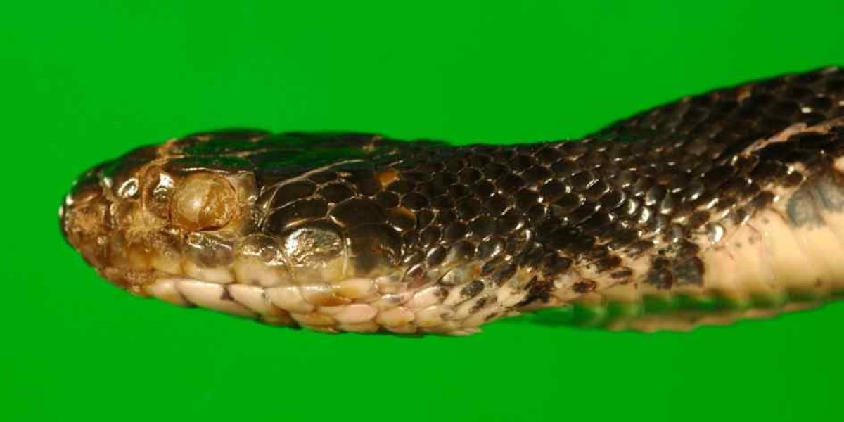 Eastern rat snake (Pantherophis alleghaniensis) showing signs of fungal infection. Obvious external abnormalities are an opaque infected eye (spectacle) and roughened, crusty scales on the snout