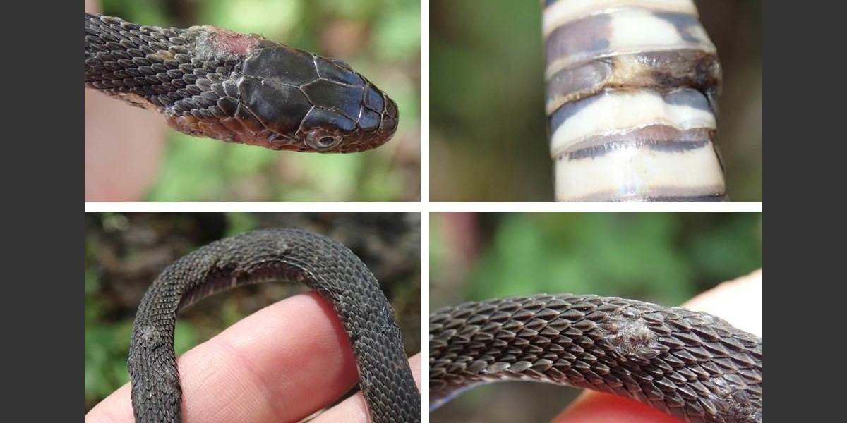 Everything You Need to Know About Snakes