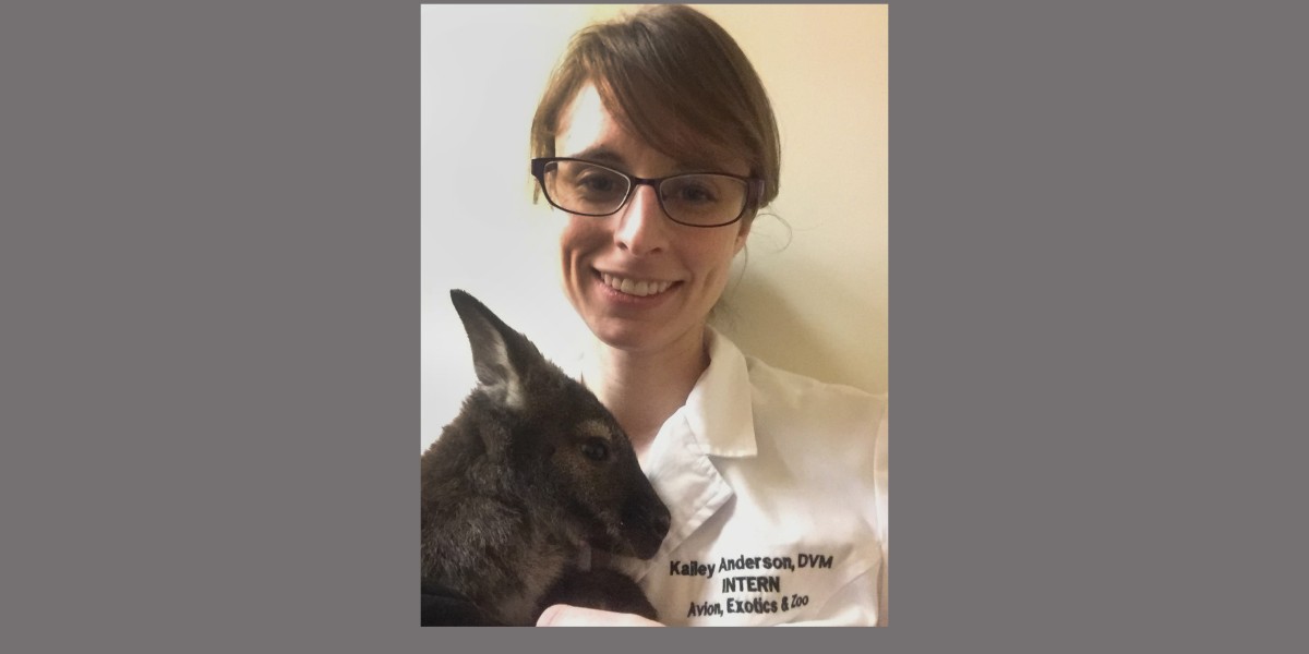 Kailey with Bennett the wallaby under her care at Oklahoma State Veterinary School