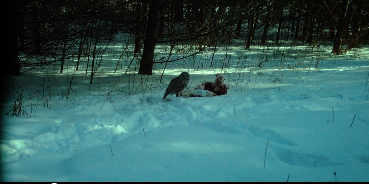 Trail camera of Barred owl on deer carcass