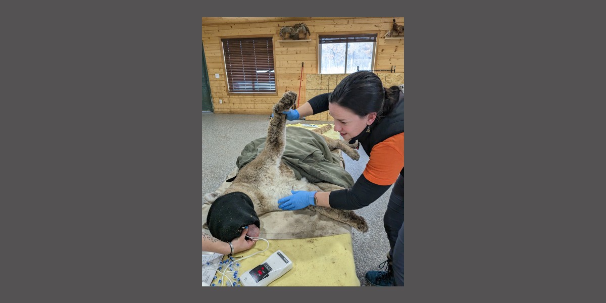 Dr Bloodgood examining a mountain lion, preparing to take blood samples