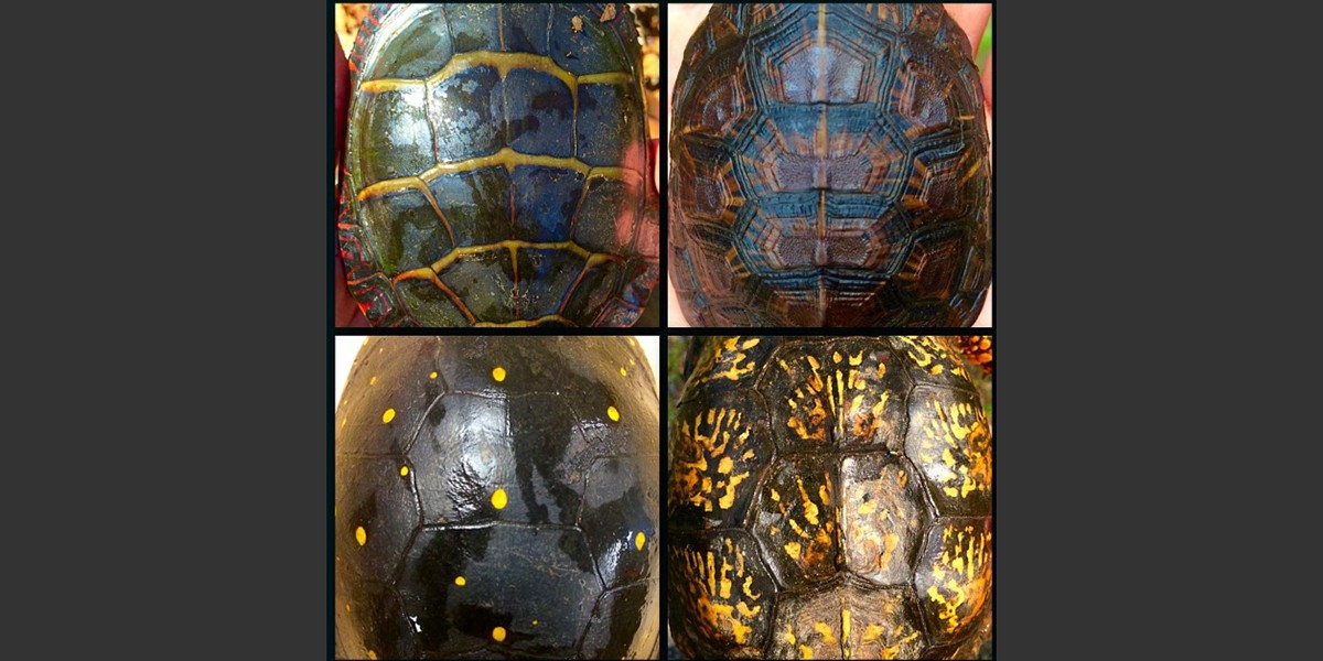 Variety of Painted Box turtle shell designs found in NYS