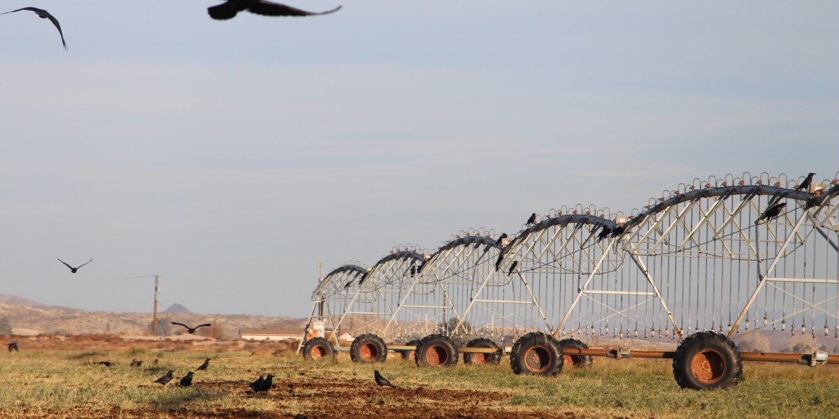 ravens on farm equipment