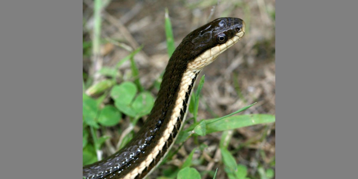 Queen Snake, Regina septemvittata
