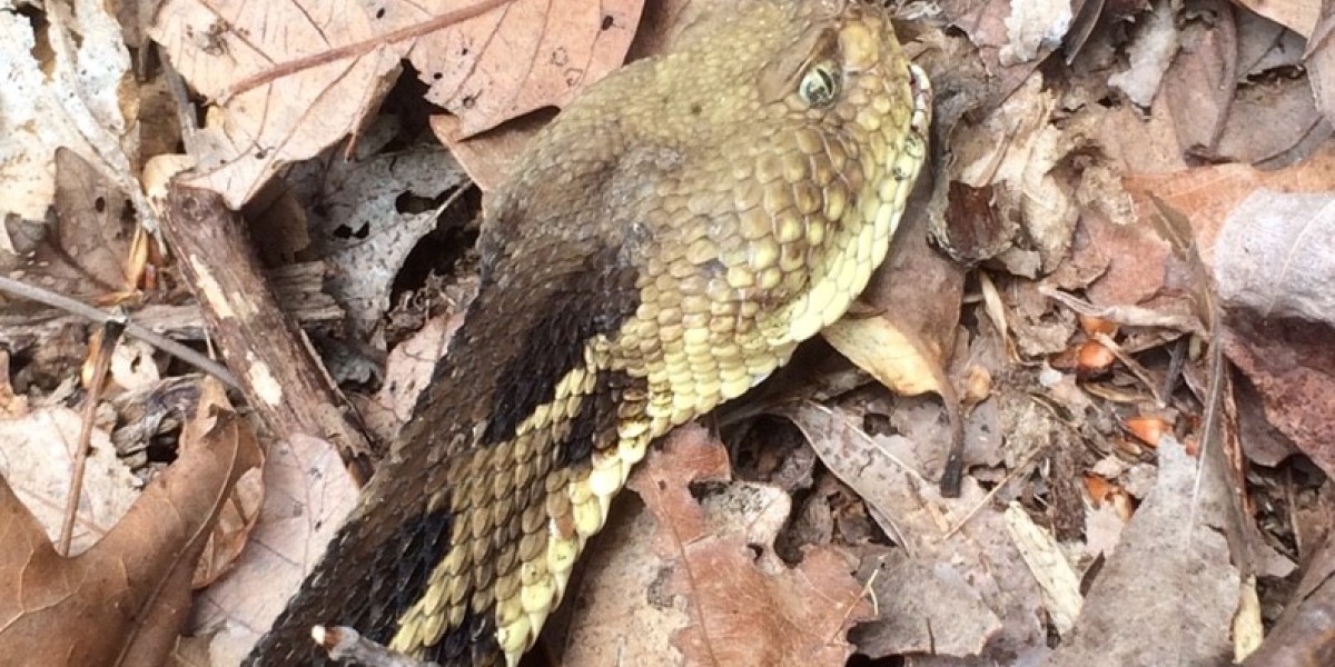 Timber rattlesnake with SFD starting on his mouth