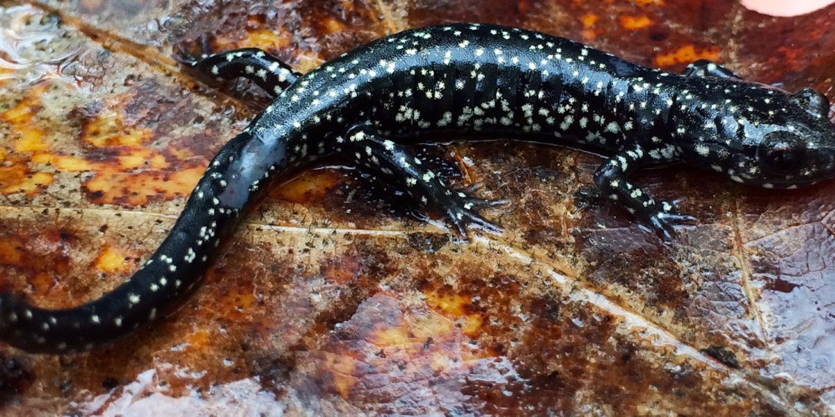 Slimy salamander (Plethodon glutinosus) leaf in Land Between the Lakes