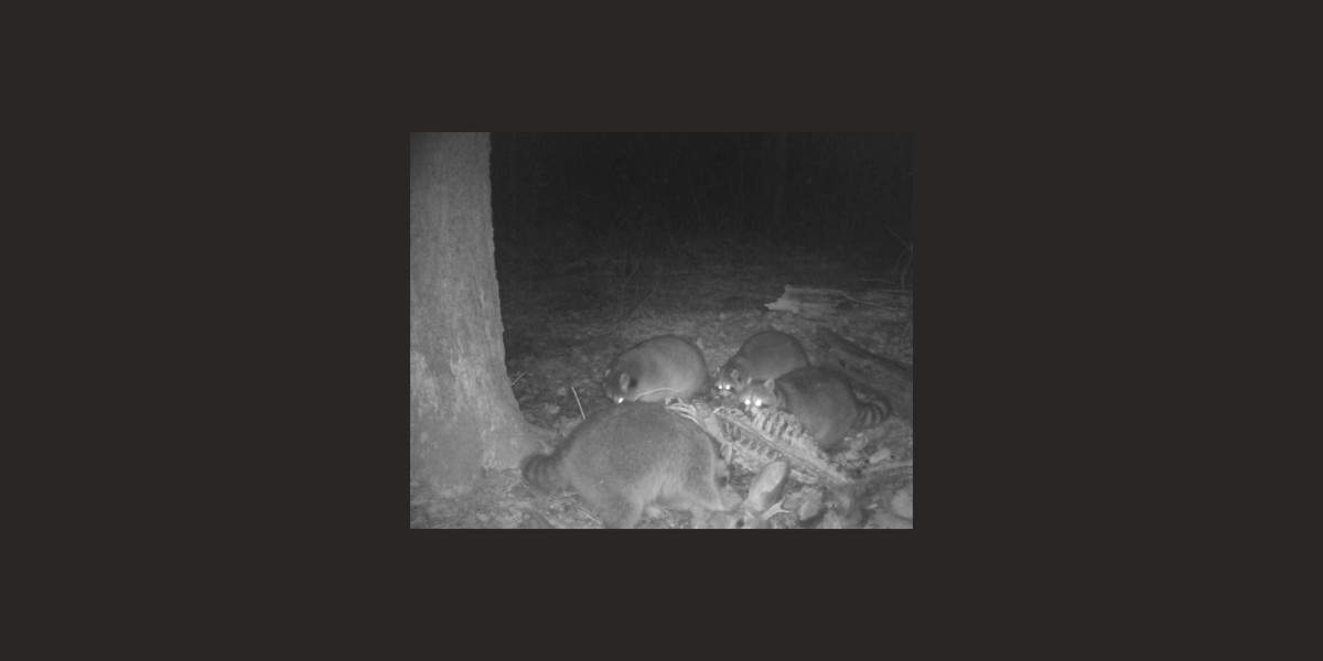 group of raccoons scavenging deer carcass at night