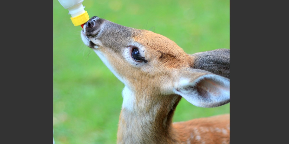 White-tailed deer fawn feeding from a bottler in rehab