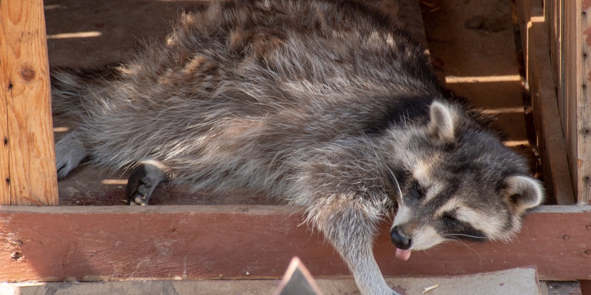 Lethargic raccoon in middle of day, disoriented and approachable