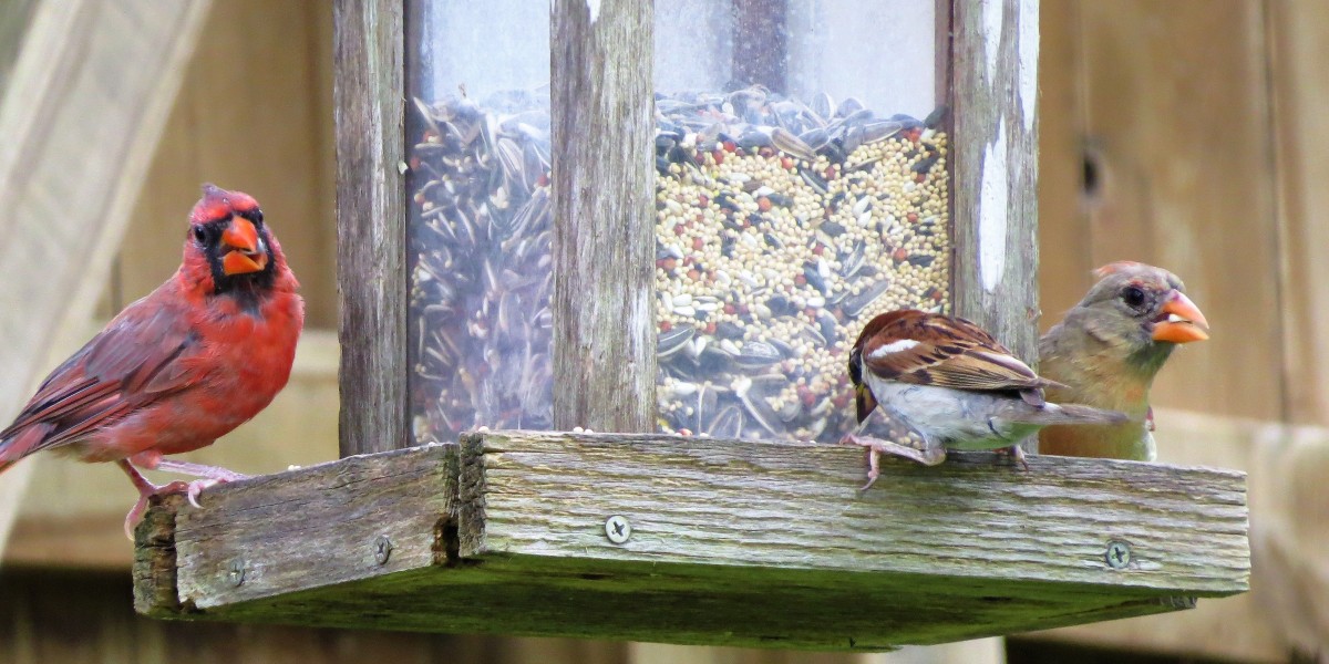 Cardinals on a feeder