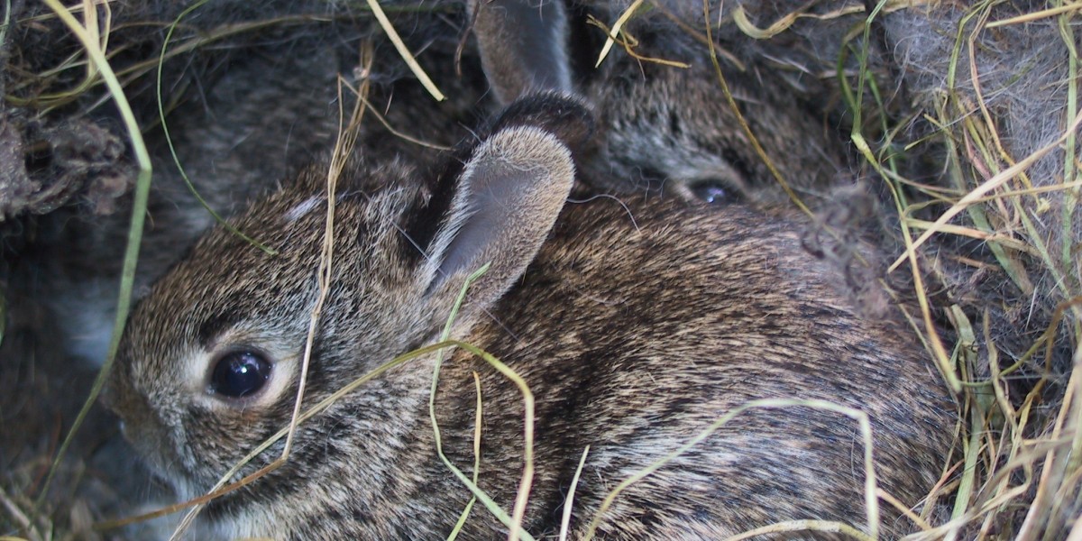 baby cottontail bunnies