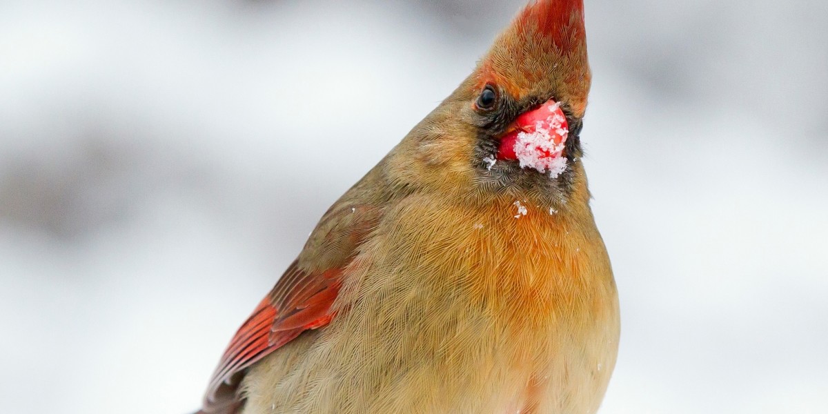female cardinal in winter
