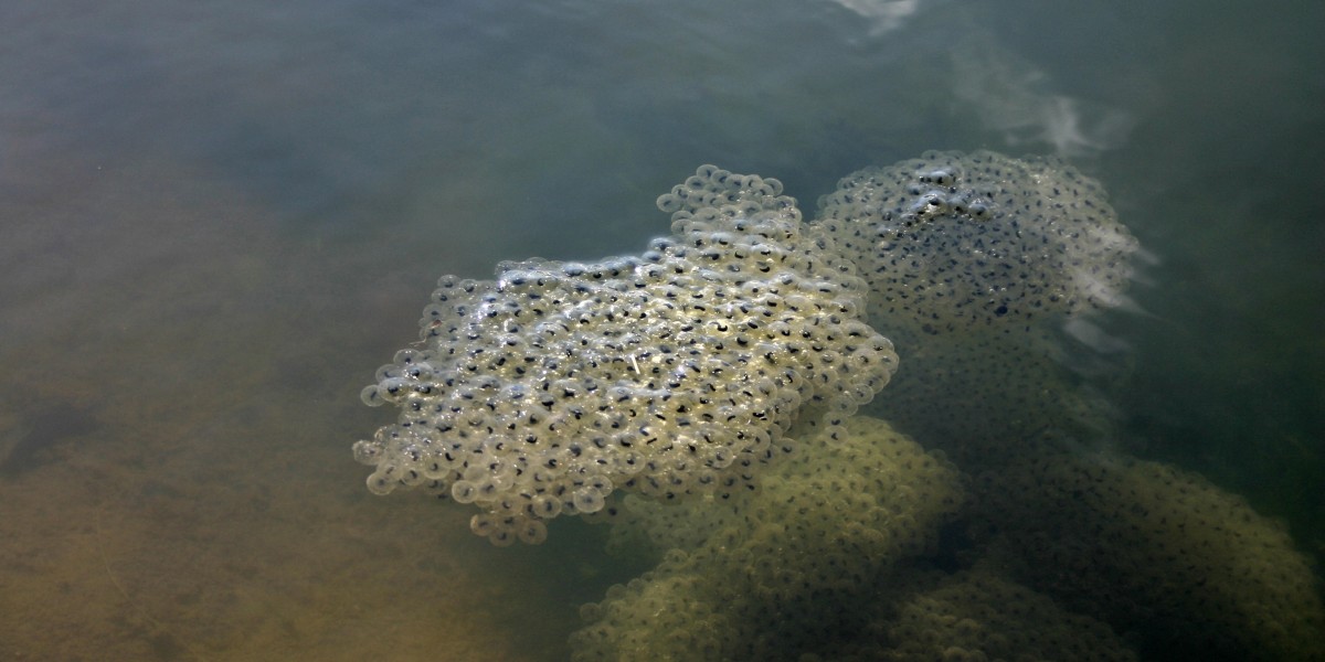 frog egg mass in water