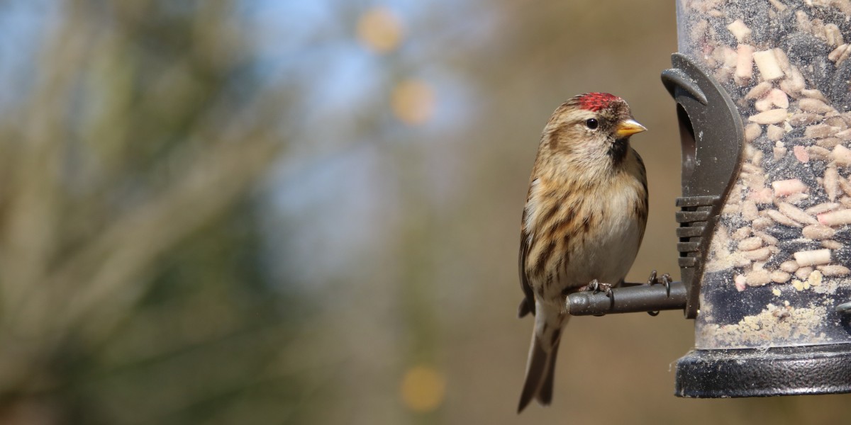 Redpoll songbird on feeder