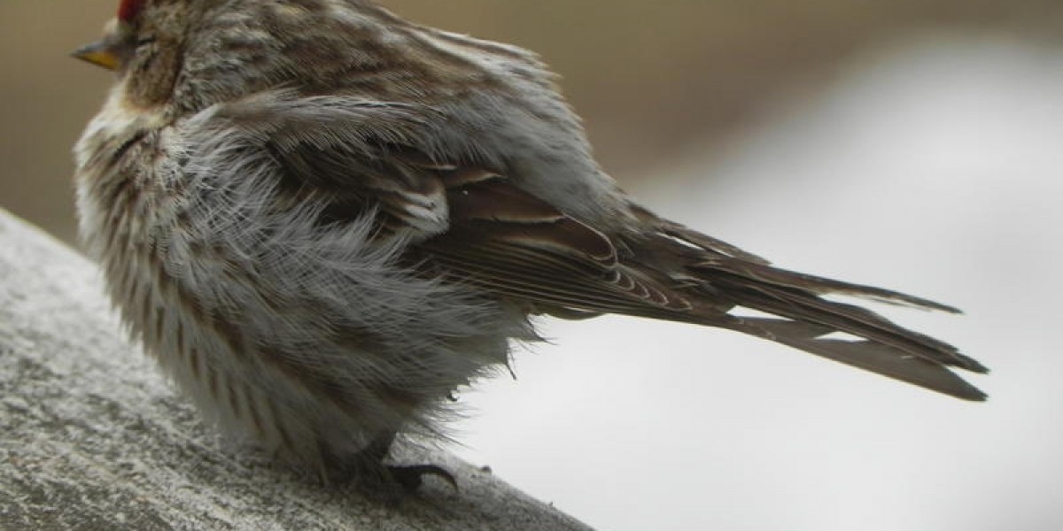 Common redpoll showing symptoms of salmonellosis