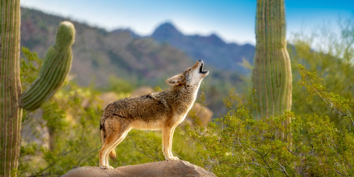 Coyote howling on a rock near cacti in the desert
